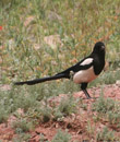 iran, a bird in the nature of abyaneh village iran, a bird in the nature of abyaneh village