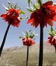 iran, laleh flower iran, laleh flower