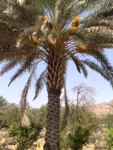 Date Palm