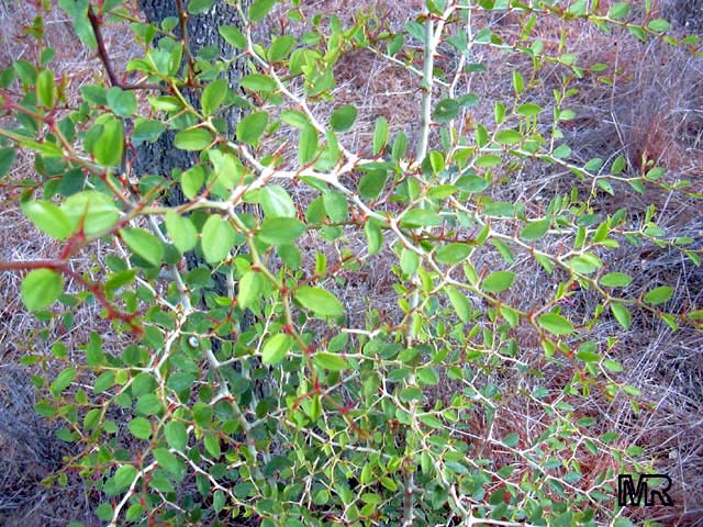 Ziziphus crista-galli