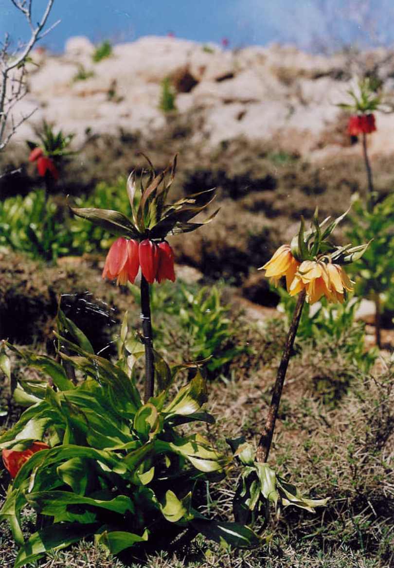 Wild Tulip