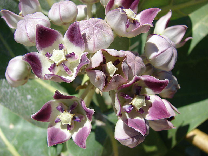 Calotropis Procera
