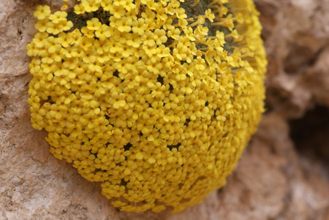 Dionysia bryoides