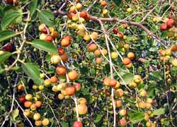 Ziziphus crista-galli