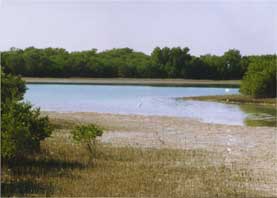 Avicennia in Nayband National Park