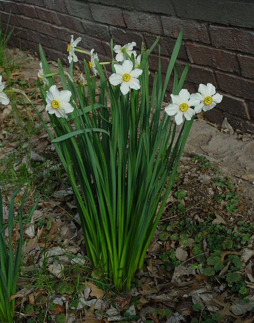 Narcisssus Tazetta