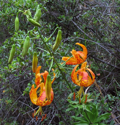 Lilium humboldtii