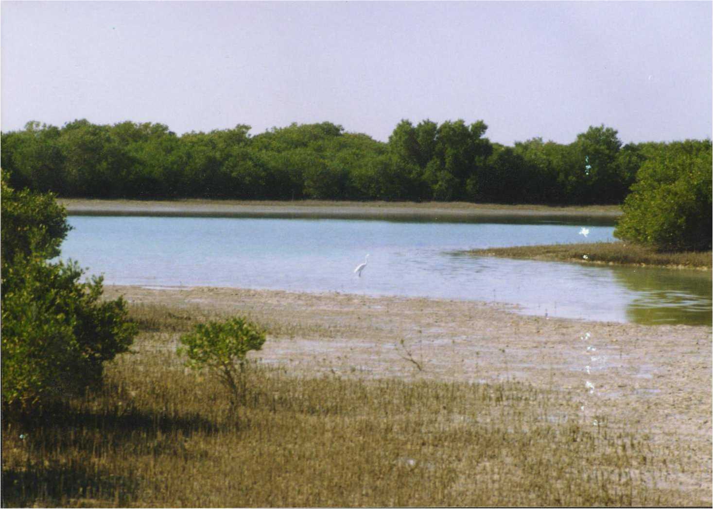 Asaluyeh Mangroves
