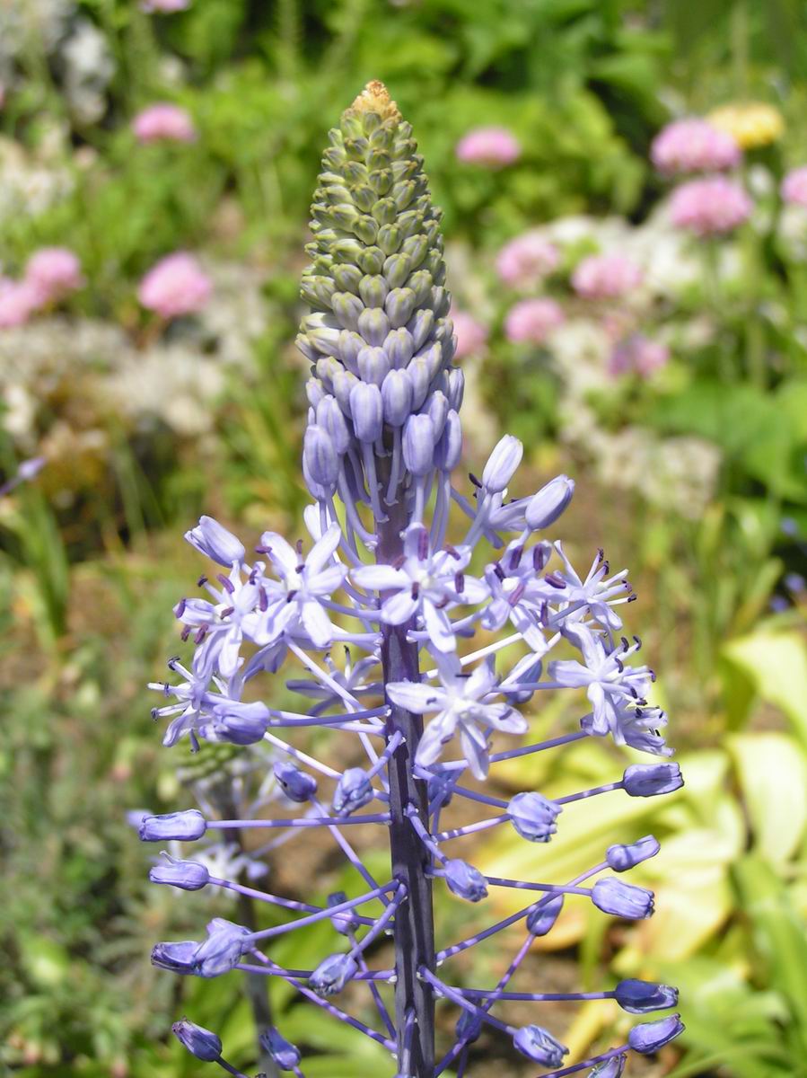 Scilla