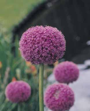 Allium gladiator