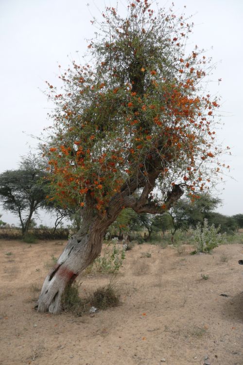 Tecomella undullata
