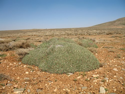 acanthophylum