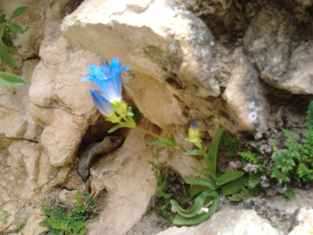 campanula