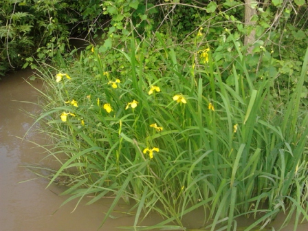 Yellow Iris