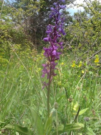 Orchid