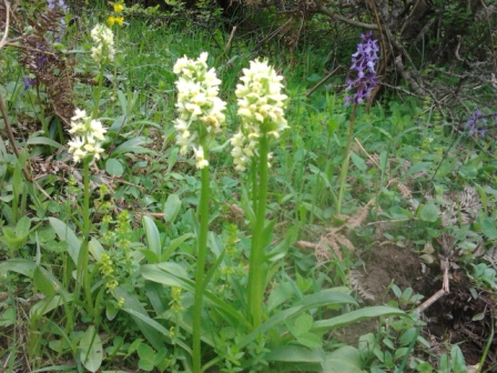 Orchid