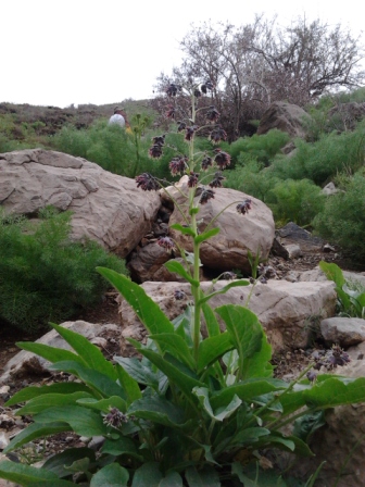 Solenanthus