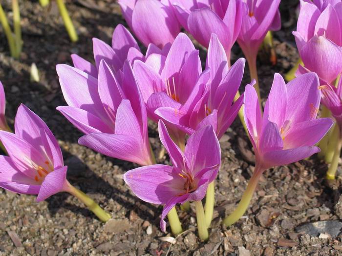 Colchicum in Autumn