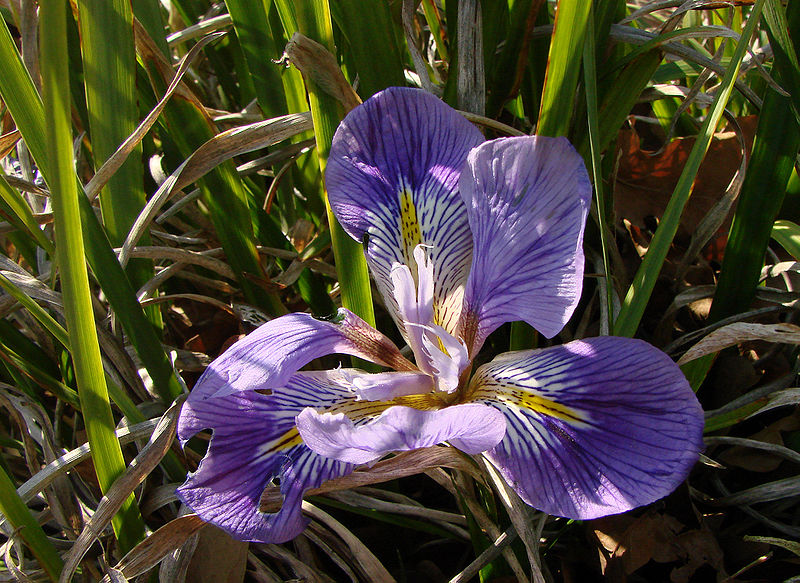Iris