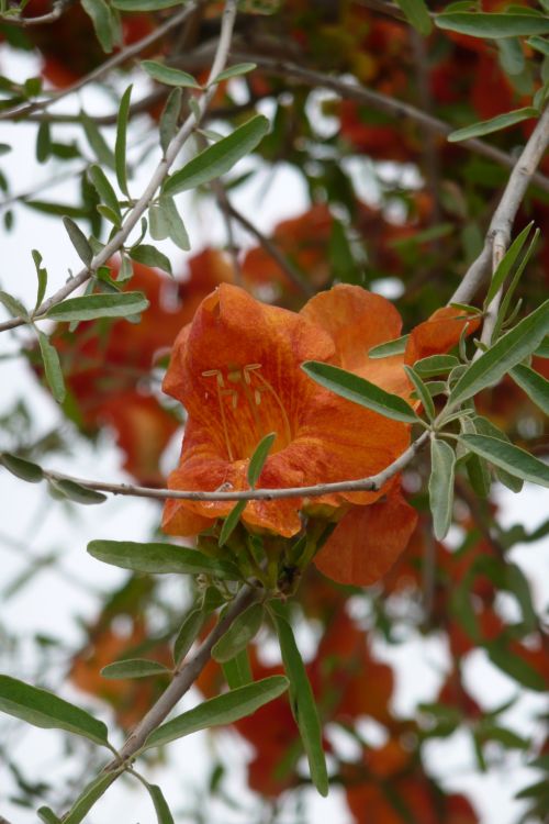 Tecomella undullata flowers