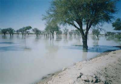 Acacia arabica