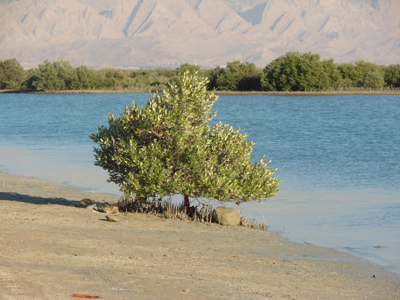 Asaluyeh Mangroves