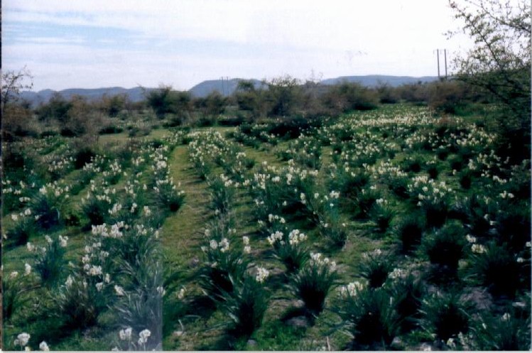 Narcissus Field