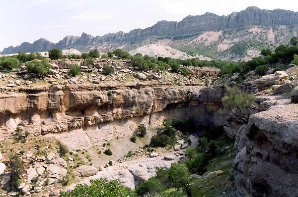 Ziziphus crista-galli habitat