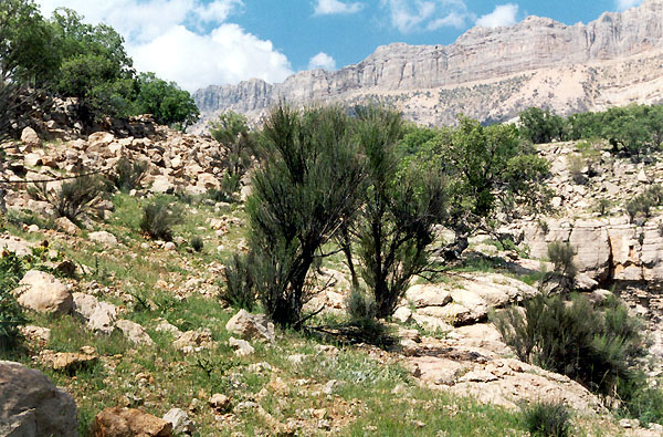 Padena forest