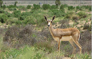 Gazelle