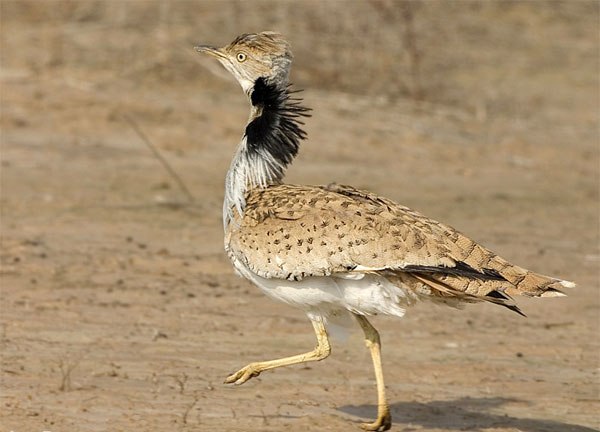Hoobara