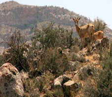 iran_shiraz_bamou_national_park iran_shiraz_bamou_national_park