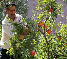 iran,shiraz,picking,pomegranate iran,shiraz,picking,pomegranate