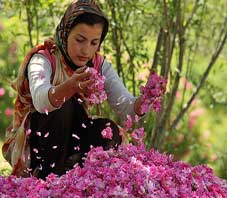 iran,fars,meiman,golab,distillation