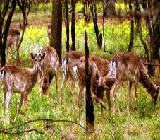 Iran Fauna