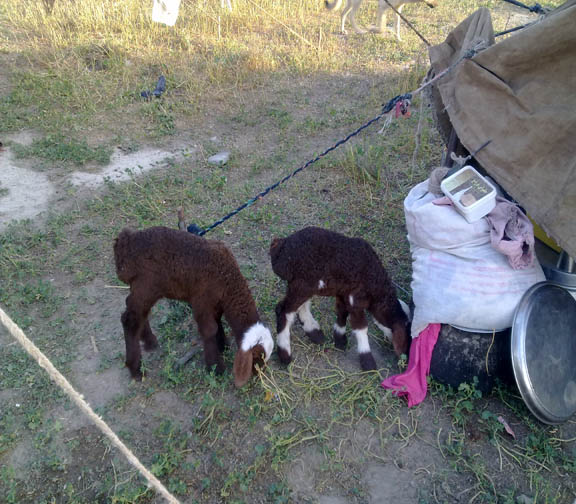 iran_shiraz_nomads