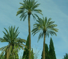 iran_tabas