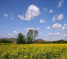 iran_kermanshah