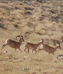 Iran, Shiraz, Bamu 