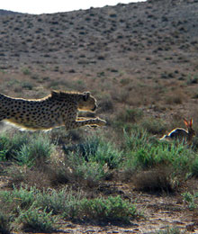 Iran, asian cheetah, Kushki is chasing a prey