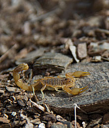 Iran, Touran national park, Nature 