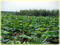 Anzali swamp Iran