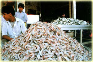 Bushehr Booshehr harbour port fish