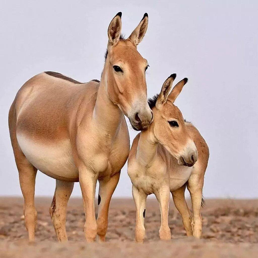 Voyages animaliers en Iran