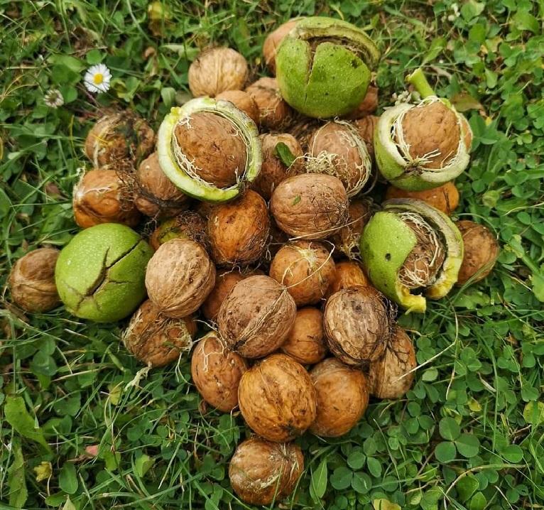 Walnut Woods in Bavanat