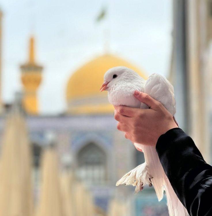 Mashhad & Shiraz