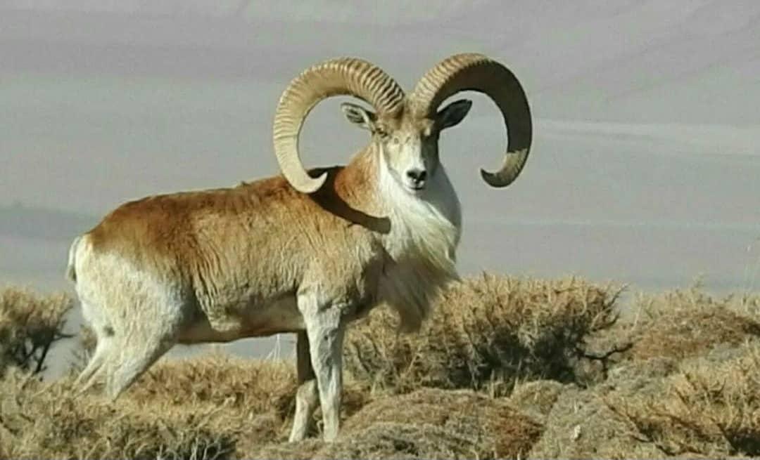 Zagros Fauna
