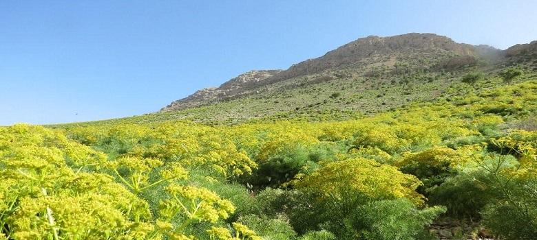 Ronj Mountain