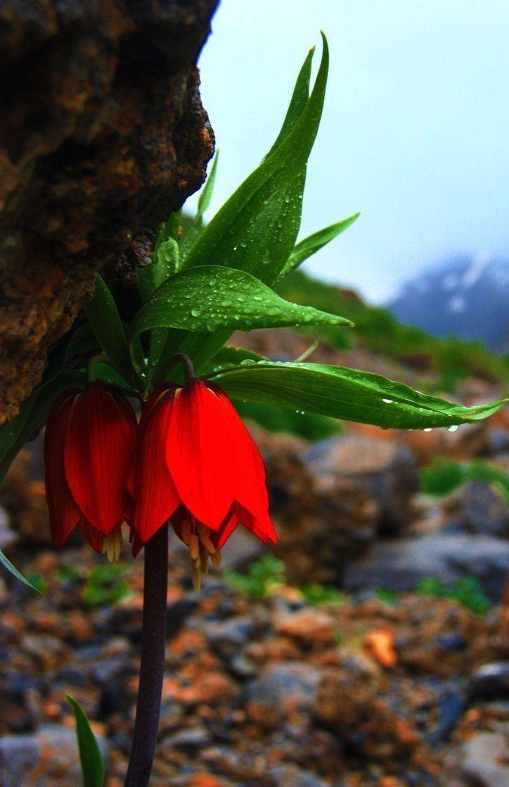 Iran Wild Flowers Tours