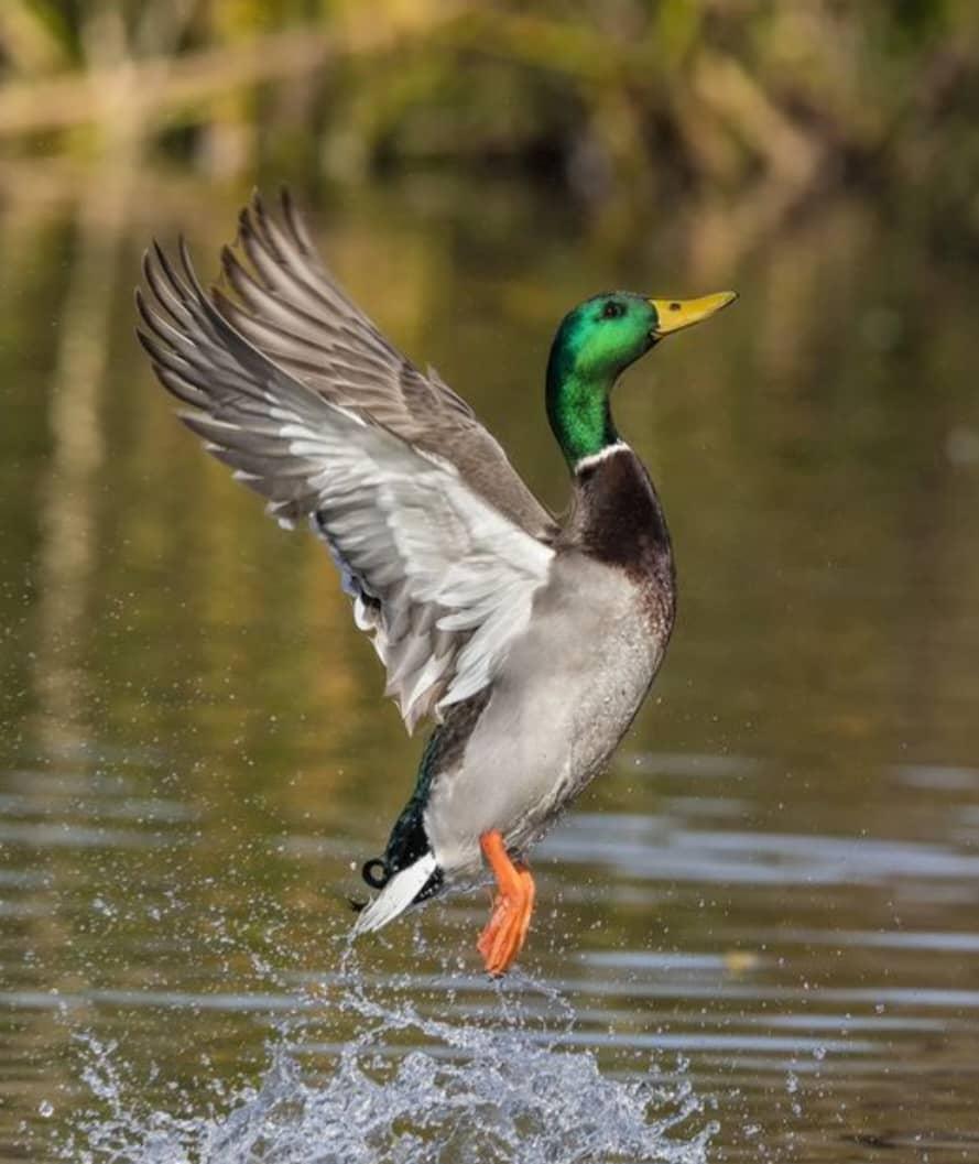 Iran Bird Watching Tour